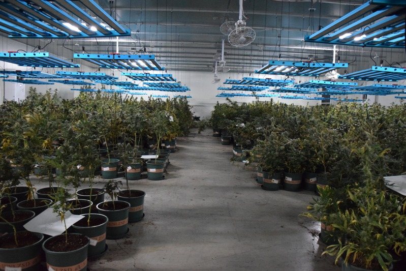 新竹三環幫成員池政勳涉嫌在新竹縣租倉庫及鐵皮工廠種大麻，警方搜出市價廿億元的五六五九株大麻，為國內史上查獲最大量大麻栽種。記者李奕昕／翻攝
