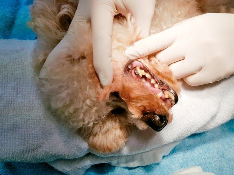 紅貴賓示意圖，非當事犬隻。圖／報系資料照