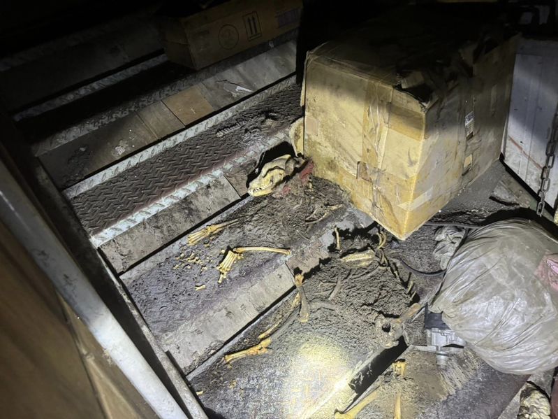 新竹縣竹東鎮一家汽車保養場內發現兩隻狗被活活餓死成白骨。圖／縣議員朱健銘提供