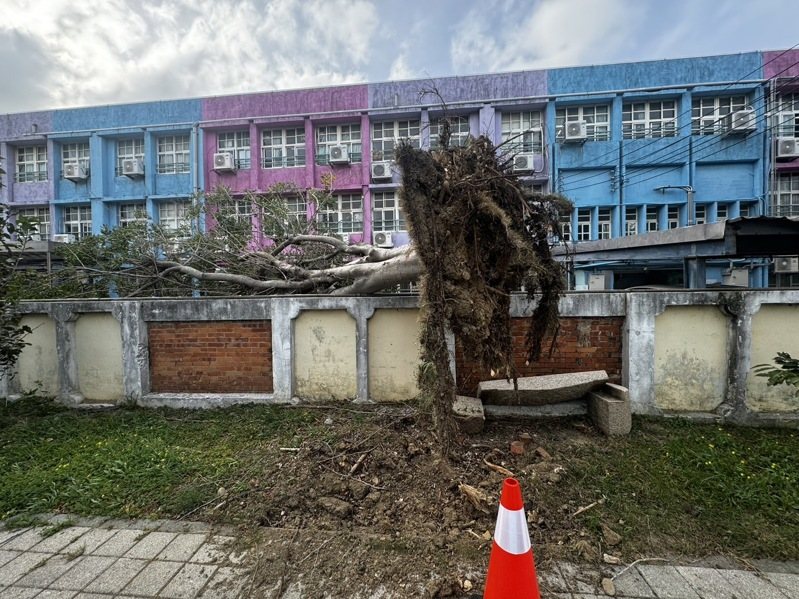 苗栗縣頭份市永貞國小外1棵路樹今天上午倒向校園,還好沒有波及師生。圖/民眾提供 苗栗縣頭份市永貞國小外1棵路樹今天上午倒向校園,還好沒有波及師生。圖/民眾提供
