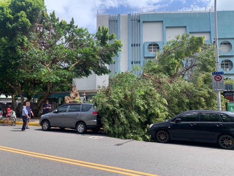 颱風山陀兒緩步接近台灣,台北市北投區明德國小周邊2日發生路樹傾倒事件,波及路邊停放的2輛汽車,所幸無人受傷。(翻攝照片)中央社 颱風山陀兒緩步接近台灣,台北市北投區明德國小周邊2日發生路樹傾倒事件,波及路邊停放的2輛汽車,所幸無人受傷。(翻攝照片)中央社