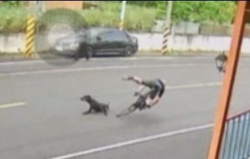 彰化縣芬園鄉大彰路139縣道,今天上午再發生楊姓自行車騎士撞上一隻竄出的流浪犬受傷送醫案件,自行車車架斷裂3截。圖/警方提供 彰化縣芬園鄉大彰路139縣道,今天上午再發生楊姓自行車騎士撞上一隻竄出的流浪犬受傷送醫案件,自行車車架斷裂3截。圖/警方提供