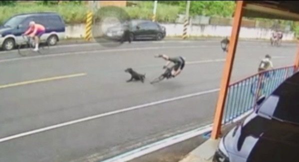 彰化縣芬園鄉大彰路139縣道,今天上午再發生楊姓自行車騎士撞上一隻竄出的流浪犬受傷送醫案件,自行車車架斷裂3截。圖/警方提供 彰化縣芬園鄉大彰路139縣道,今天上午再發生楊姓自行車騎士撞上一隻竄出的流浪犬受傷送醫案件,自行車車架斷裂3截。圖/警方提供