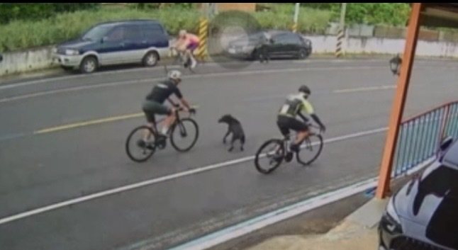 彰化縣芬園鄉大彰路139縣道,今天上午再發生楊姓自行車騎士撞上一隻竄出的流浪犬受傷送醫案件,自行車車架斷裂3截。圖/警方提供 彰化縣芬園鄉大彰路139縣道,今天上午再發生楊姓自行車騎士撞上一隻竄出的流浪犬受傷送醫案件,自行車車架斷裂3截。圖/警方提供