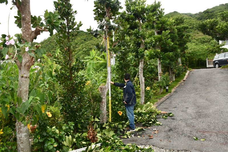 花蓮壽豐鄉鹽寮村賴姓老闆趁山陀兒颱風來之前修剪樹木,卻不慎從3公尺高的鋁梯摔下來,經送醫今天傷重不治。圖/民眾提供 花蓮壽豐鄉鹽寮村賴姓老闆趁山陀兒颱風來之前修剪樹木,卻不慎從3公尺高的鋁梯摔下來,經送醫今天傷重不治。圖/民眾提供