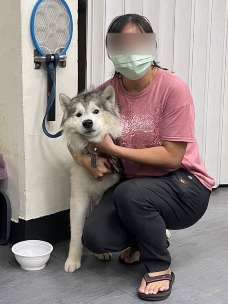 調皮賣萌哈士奇偷溜逃家,台南市警二分局博愛派出所警員在臉書社團,協尋助牠與主人團聚。記者黃宣翰/翻攝 調皮賣萌哈士奇偷溜逃家,台南市警二分局博愛派出所警員在臉書社團,協尋助牠與主人團聚。記者黃宣翰/翻攝